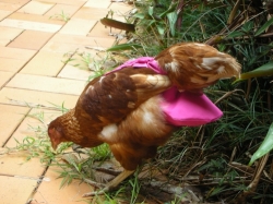 Chicken Nappy on Hen