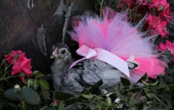 Chicken with pink tutu dress on