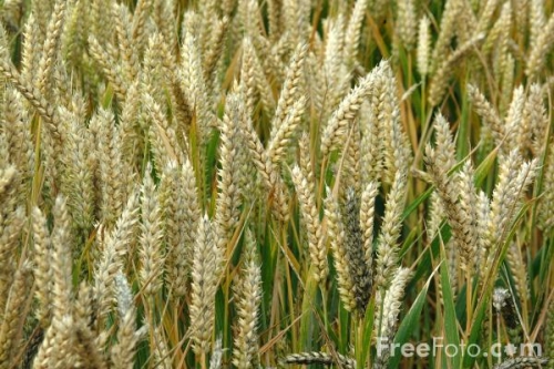Wheat  Grains - 2kg ENERGY FOOD