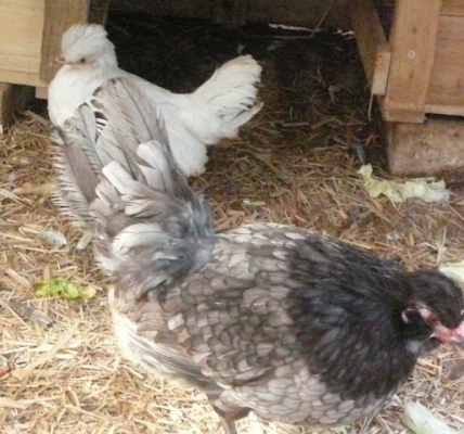 Araucanas - Young Hens - FAMOUS BLUE EGG LAYERS 