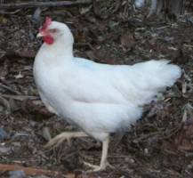 White Leghorn Hybrid - Snow white feathers OUT OF STOCK