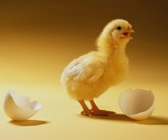 Egg Laying Chicks - Isabrown, Australorp Hybrid or White Leghorn Hybrid BRISBANE