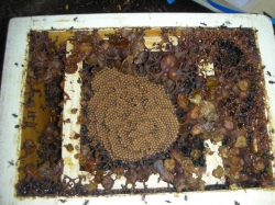 Native Bee Hive inc 5000 Bees with Honey Cups - CABONARIA species -SOLD OUT FOR XMAS. NOW FEB