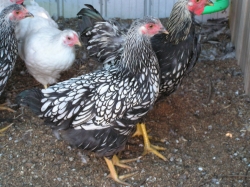 Wyandottes - Silver or Gold Laced - Day Old to One Week Old