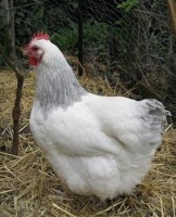 Sussex - Coronation Sussex Young Hens 