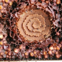 native bee hive