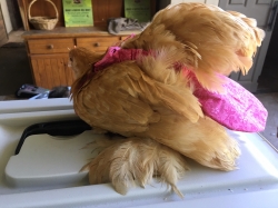 Chicken Nappy - Extra Large