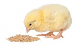 chick addition