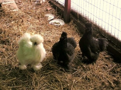 Silkies - Day Old Chicks back in Spring