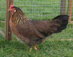 Leghorn - BROWN Leghorn - Young Hens