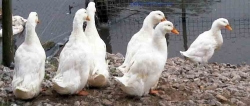 Pekin Ducklings