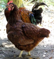 Rhode Island Red - Young Hens