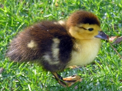 Muscovy Ducklings - Day Olds 