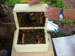 Native Bee Hive inc 5000 Bees with Honey Cups - CABONARIA species -SOLD OUT FOR XMAS. NOW FEB