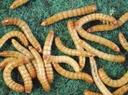 dreid mealworms for chickens